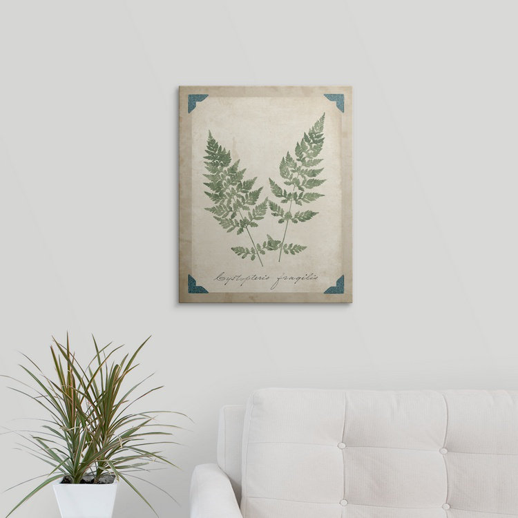 «Vintage Ferns VII», impression, H 48 po x l 38 po x P 1,5 po, Toile