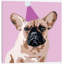« milo on rose », reproduction d’art sur toile tendue-19752539-74737126-74737127
