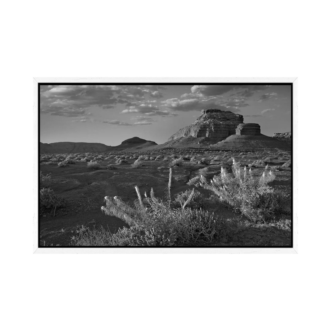 Miner's Candle Blumen, Cathedral Wash, Vermilion Cliffs National Monument, Arizona