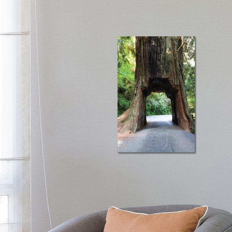 Chandelier Tree In Drive-Thru Tree Park, Redwood National And State Parks, California, USA by Panoramic Images - Wrapped Canvas Gallery-Wrapped Canvas Giclée