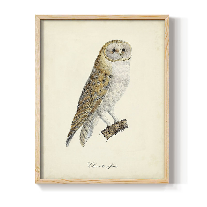 «French Owls VI», reproduction encadrée - bois massif, H 30 po x l 24 po