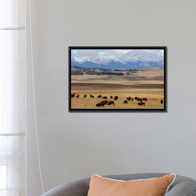 «Grazing Bison (American Buffalo) Herd on The Plain», reproduction de photo sur toile