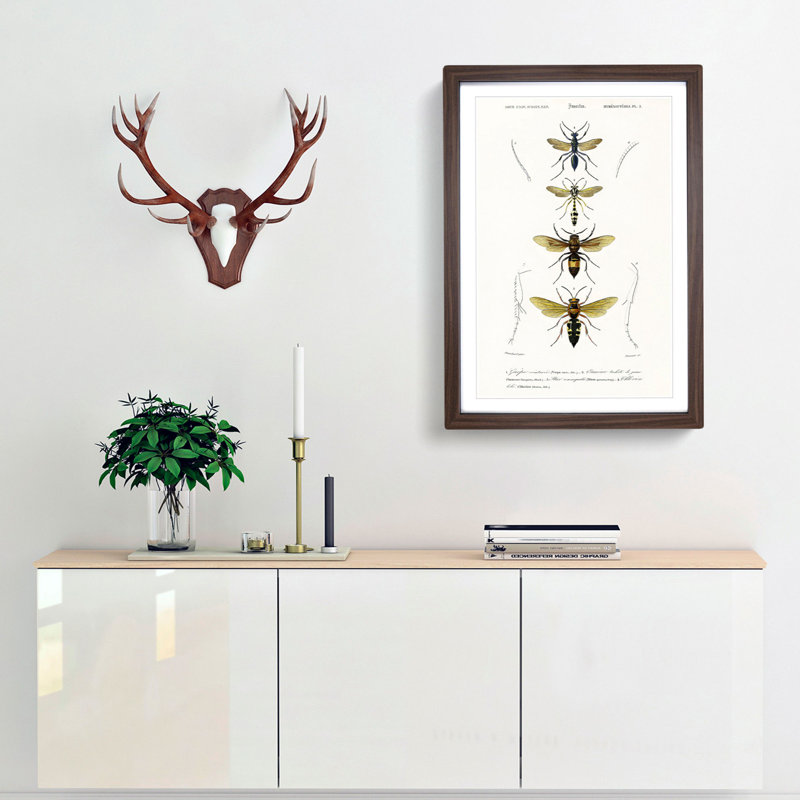 Wasp Illustrations PL. 2 by Charles DOrbigny - Framed Print, Walnut Framed, 65cm H x 48cm W x 2cm D