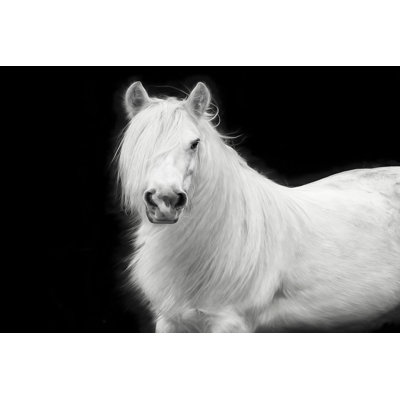 «Equine Portrait V» par PHBurchett - Photographie sur toile tendue