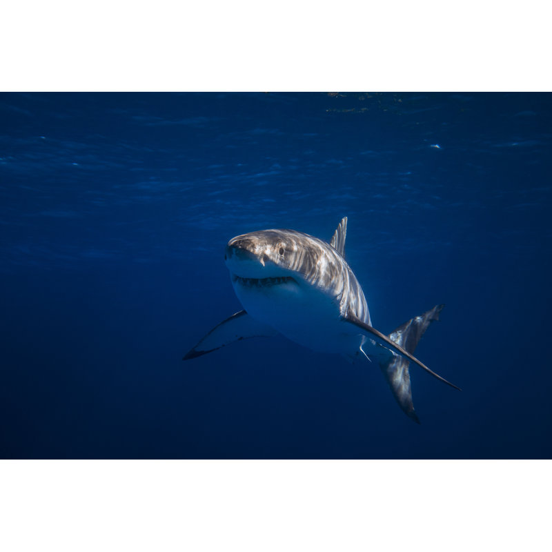 Little Blue by Philip Thurston - No Frame Print on Canvas, 61cm H x 91cm W