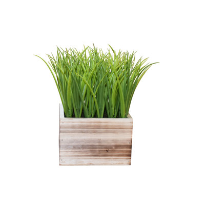 9,5 po plante en pot Dias