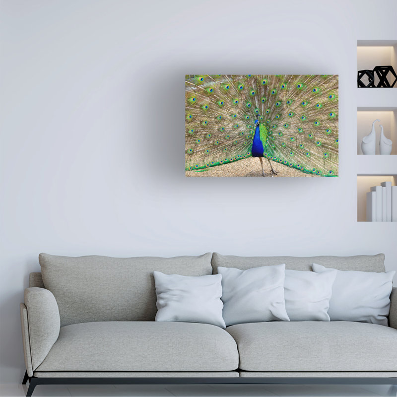 Modern and Contemporary Peacock 1, reproduction d'art sur toile, H 12 po x l 19 po x P 2 po