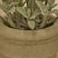 14cm Plant