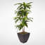 Real Touch Faux Dracaena Tree in Pot