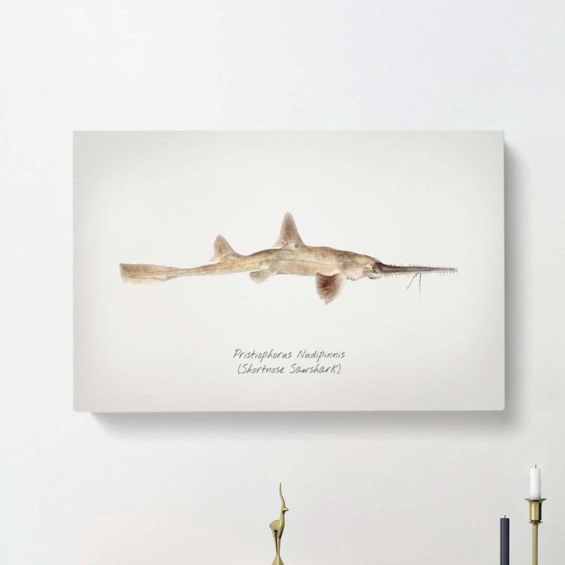 Illustration of a Shortnose Sawshark by F.E. Clarke - Wrapped Canvas, 40cm H x 60cm W x 3cm D