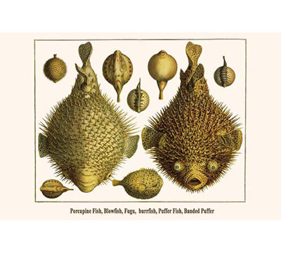 Puffer poisson-porcupine-impression d’art graphique-impression