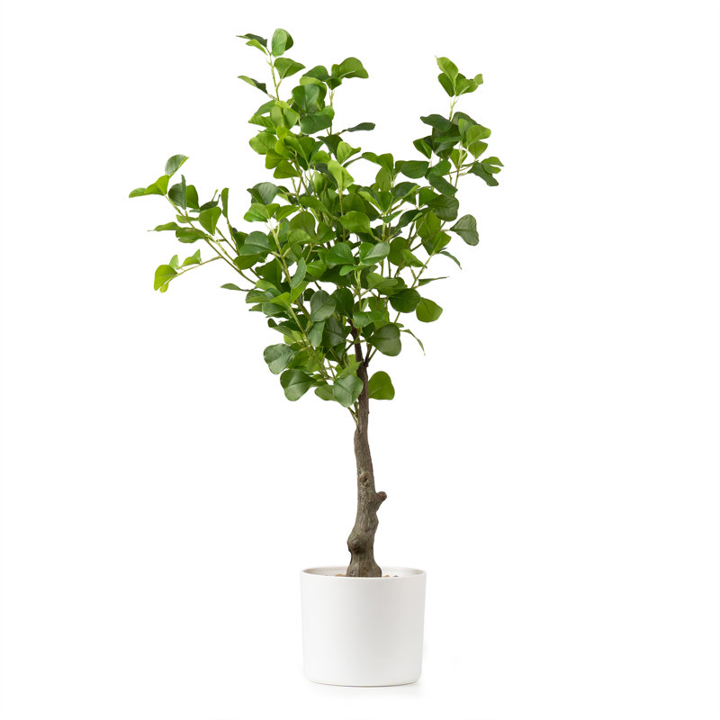75cm Faux Heart-leaf Ficus Tree in White Pot