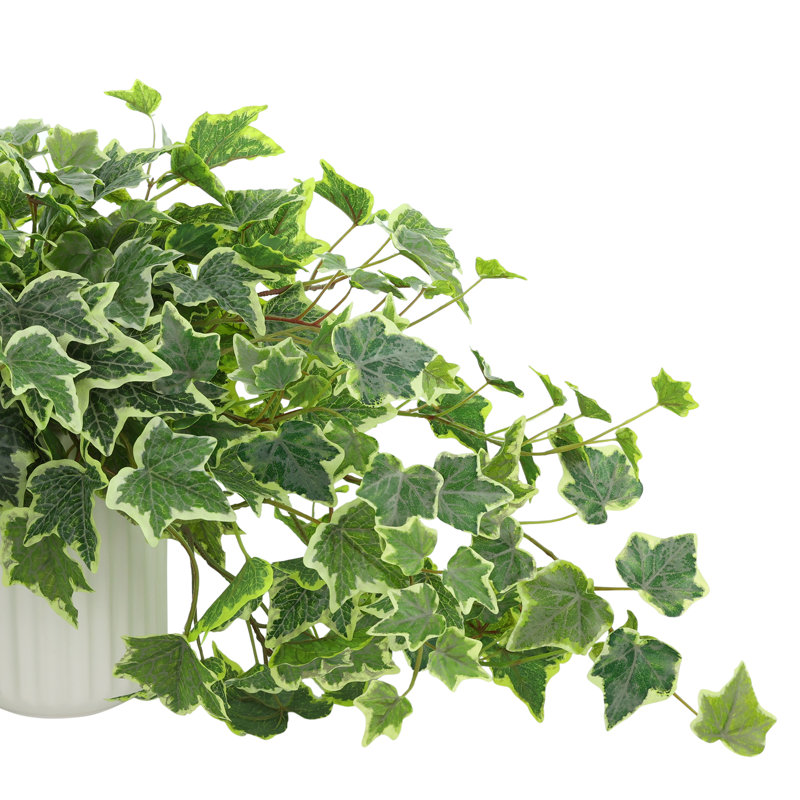 Variegated Ivy in Ribbed Ceramic Vase