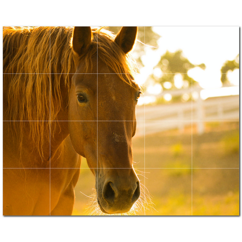 Photo de cheval 8 x 8
