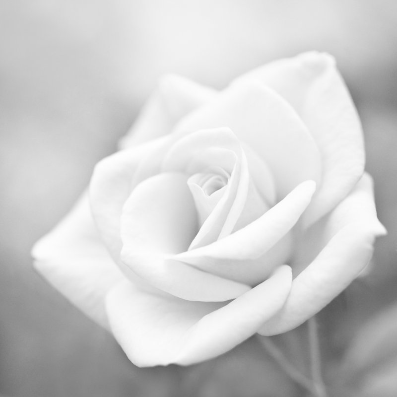 Macro Rose Flower by Letty17 - Wrapped Canvas Print, 91cm H x 91cm W
