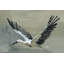 Parvez Taj - Wrapped Canvas Painting-36743682