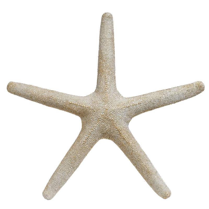 Étoile de mer décorative - 20 X 2 pouces