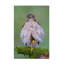 Art sur toile, Bolaire Ray Cooper-109321390