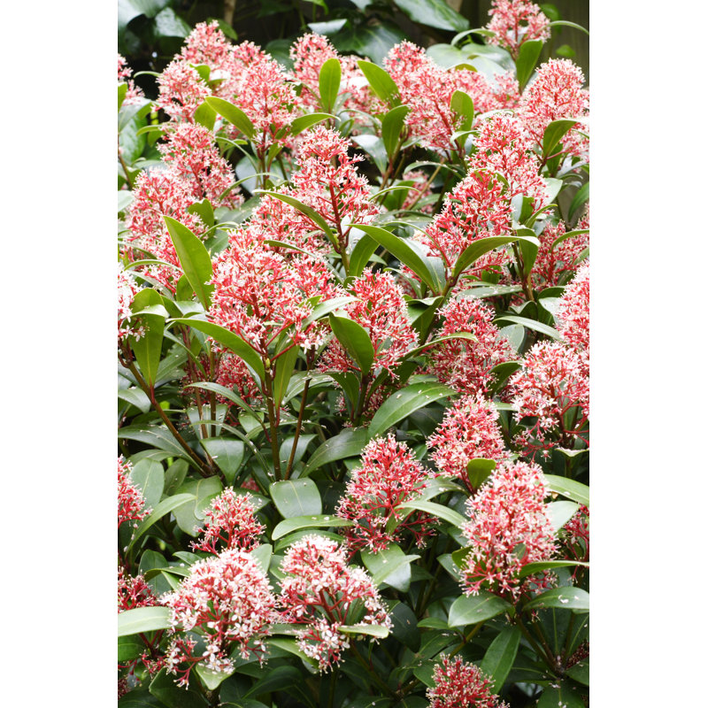 Skimmia by PaulMaguire - Wrapped Canvas Print, 122cm H x 81cm W