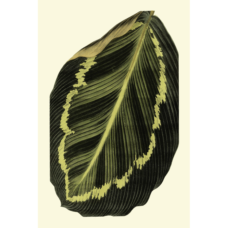 Grandiose Leaves IV - Wrapped Canvas Print, 46cm H x 30cm W x 3.8cm D