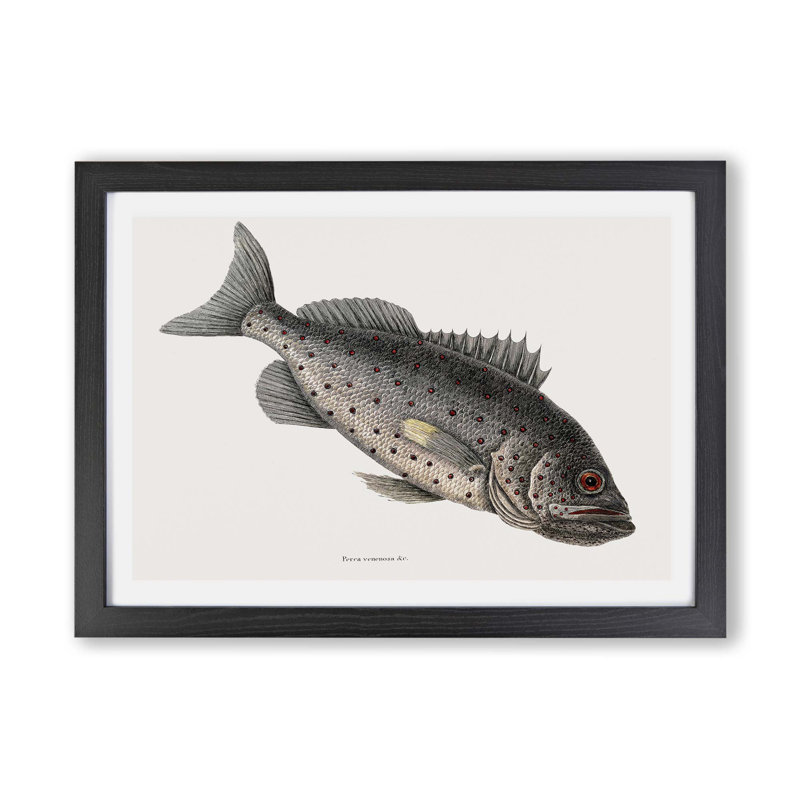 Rockfish by Mark Catesby - Single Picture Frame Painting, 62cm H x 87cm W x 2cm D, Black