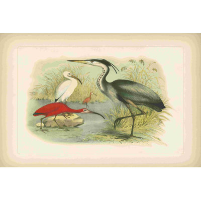Heron et ibis Pl. Lxxx (ae)