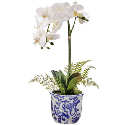 Orchid Arrangement in Pot