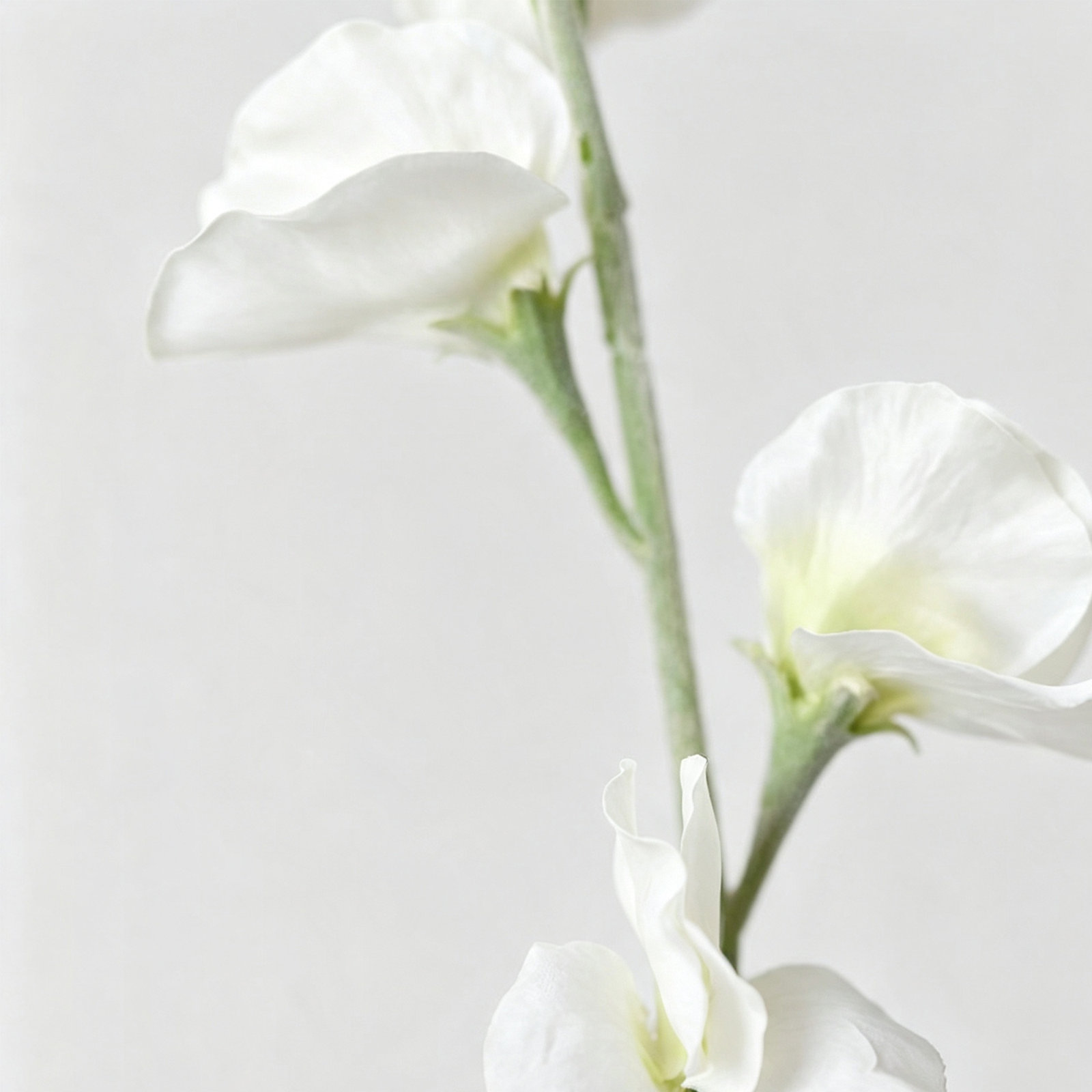 Audet Sweet Pea Stems, Creamy White