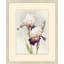 Purple Iris 2 Print