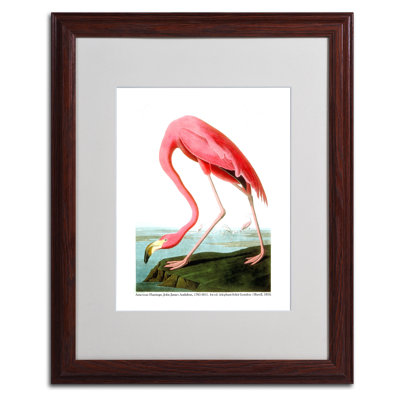 " American Flamingo " by James Audubon