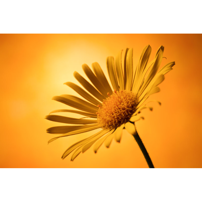 Arnica Montana by Milous - Wrapped Canvas Print, 30cm H x 46cm W