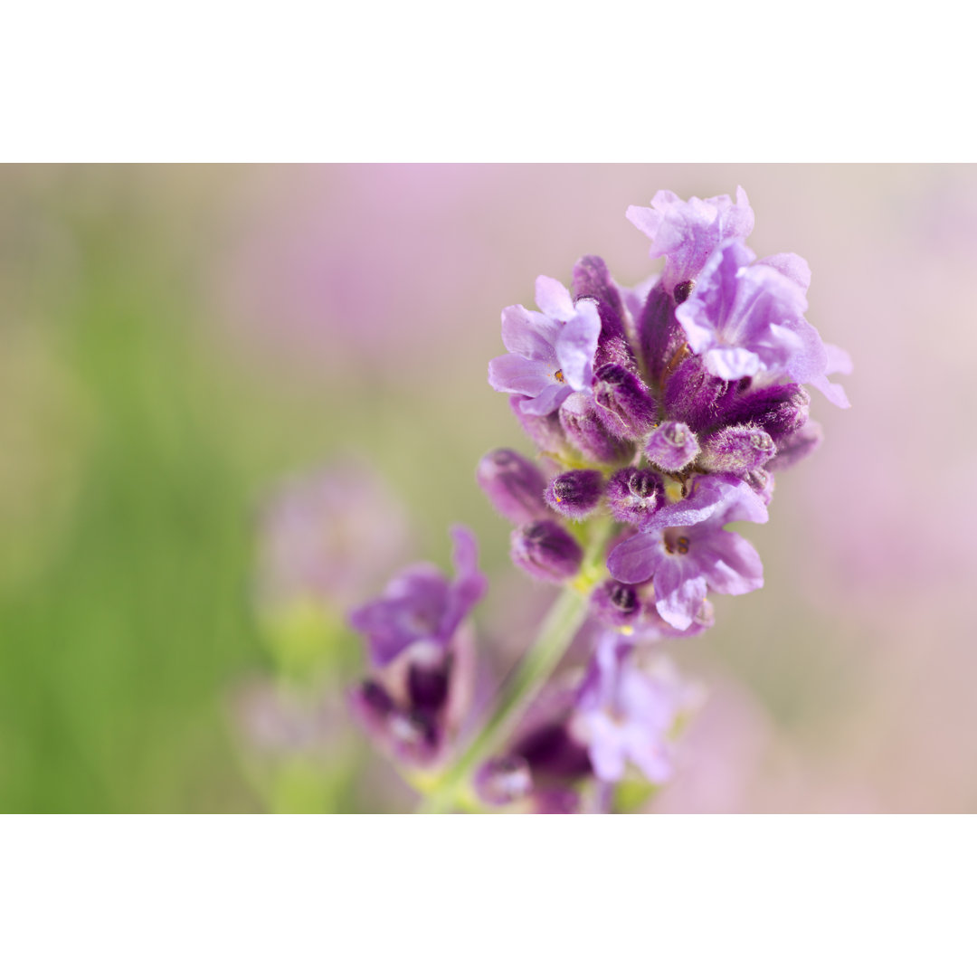 Lavendel von W-ings - Drucken