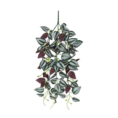 Plante suspendue 27 po Tradescantia Spiderwort