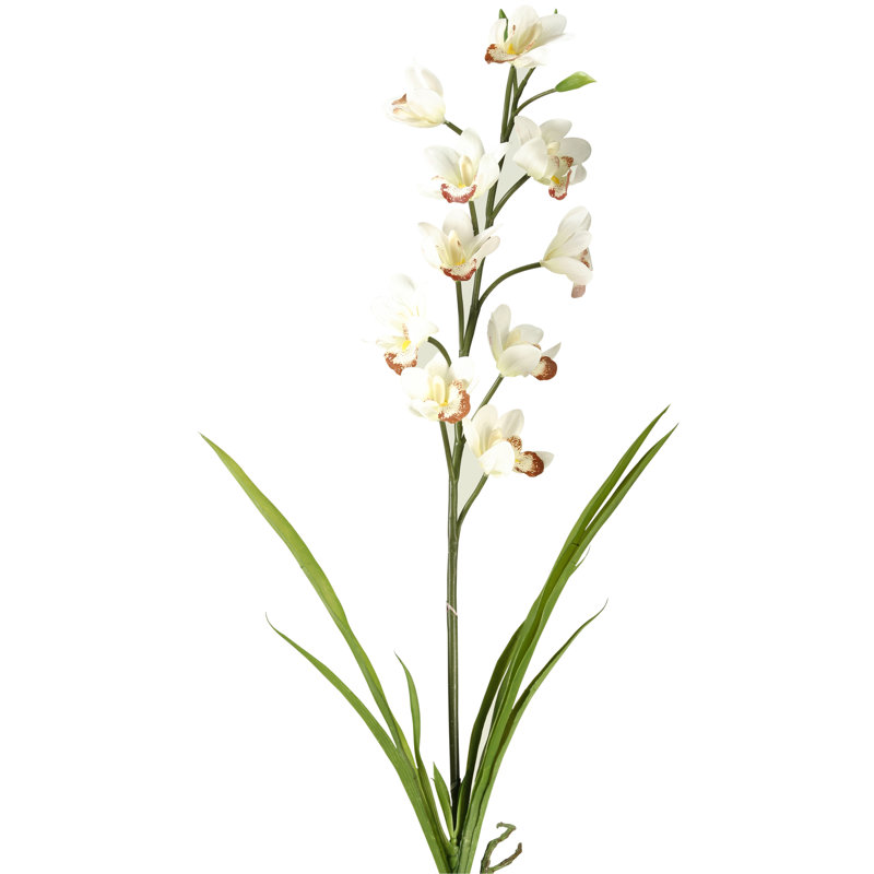 Orchid Arrangement