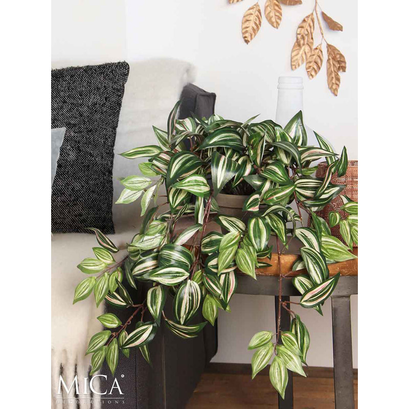 Tradescantia 15cm Plant