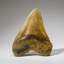 Genuine Megalodon Shark Tooth In Display Box (414 Grams)