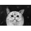 «Watch Cat», reproduction sur toile