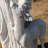 Saint Francis with Deer Statue