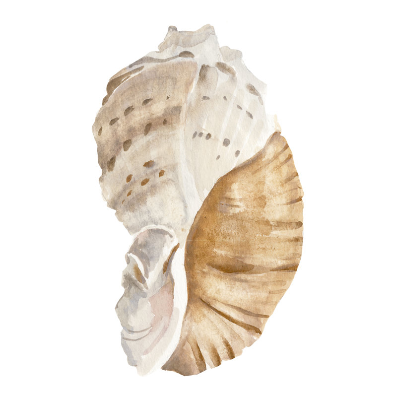 Seashell I - Painting, 76 cm H x 51 cm W, Black Floater Framed