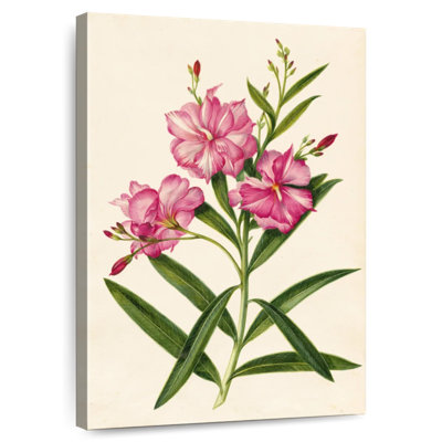 Oleander