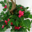 Anlin 150cm Faux Bougainvillea Tree in Pot