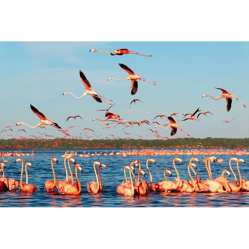 Flamants dans un magnifique lagon bleu - photographie sur toile tendue, H 8 po x l 12 po