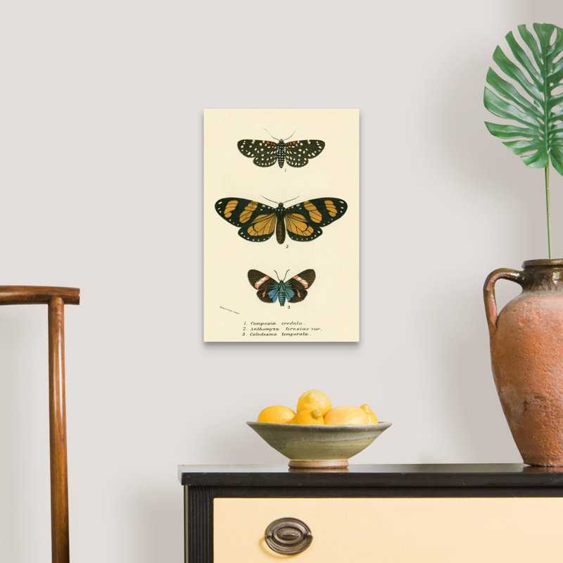 " Butterflies " by English School, Wrapped Canvas, 18" H x 12" W x 1.25" D