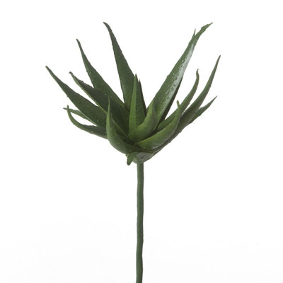 Tige succulent
