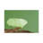 Leafcutter Ant Carrying Leaf, Costa Rica II by Steve Gettle - Wrapped Canvas Gallery-Wrapped Canvas Giclée-1106103544