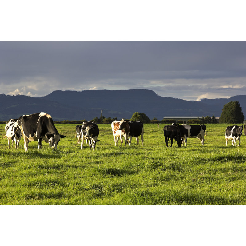 Cow Farm In Australia by Benkrut - Wrapped Canvas Print, 61cm H x 91cm W