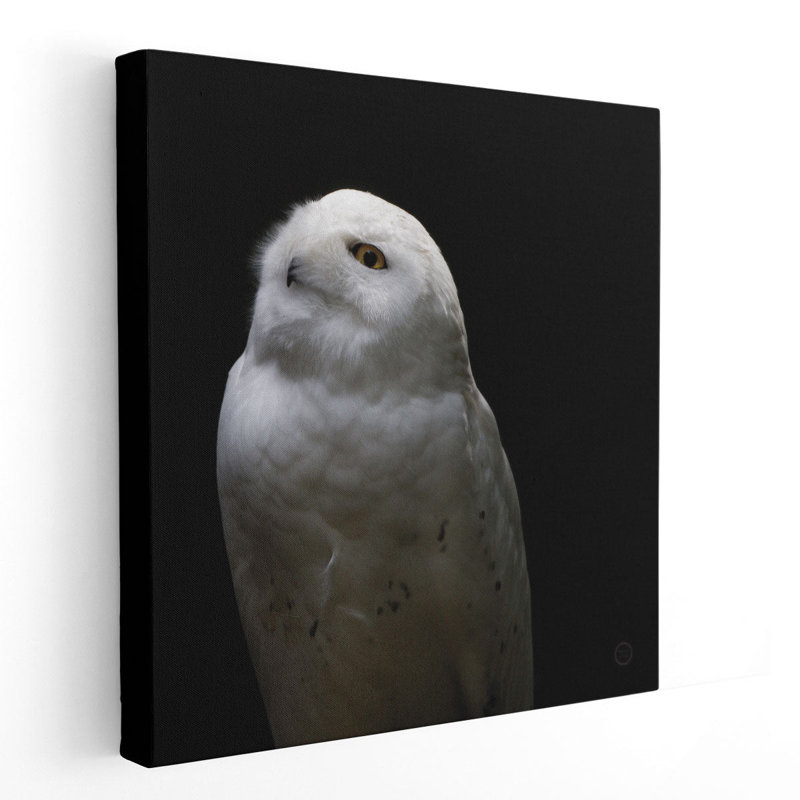 «Snowy Owl Looks to the Sun» - reproduction d'art sur toile, H 30 po x l 30 po