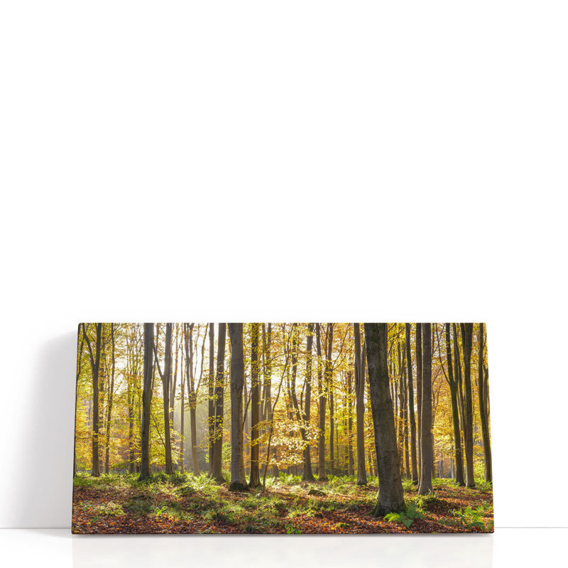 «Sunshining Through Autumn Forest», reproduction d'art sur toile, H 30 po x l 60 po