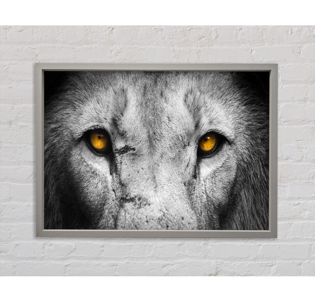 Lion Eyes - Einzelner Bilderrahmen Kunstdrucke auf Leinwand