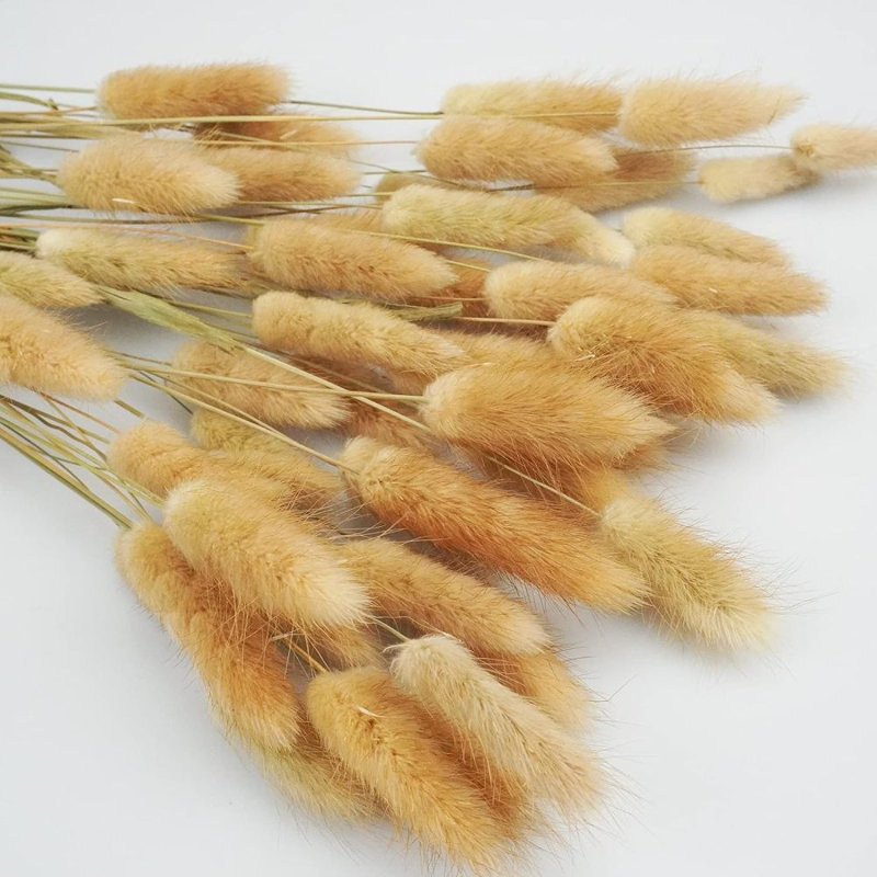 100pcs Home Decoration Rabbit Tail Grass Dried Flower Bundle True Flower Eternal Flower, Natural 